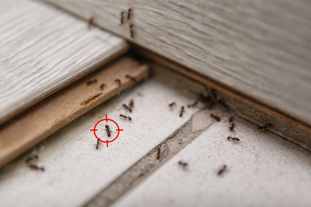 Best Affordable Pest Control Services  in Houma, LA